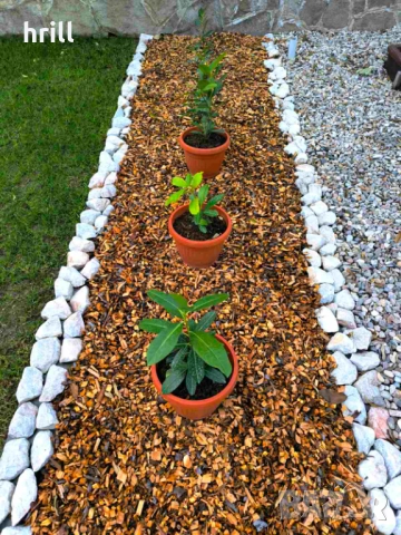 Натурален мулч череша