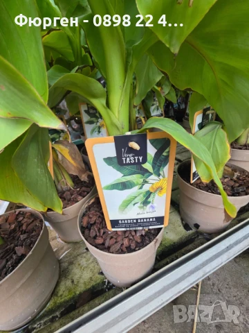 Банан - Мусо баджо / Musa Basjoo СТУДОУСТОЙЧИВ И ПЛОДОДАВАЩ - ЯДЛИВ, снимка 3 - Разсади - 51279596