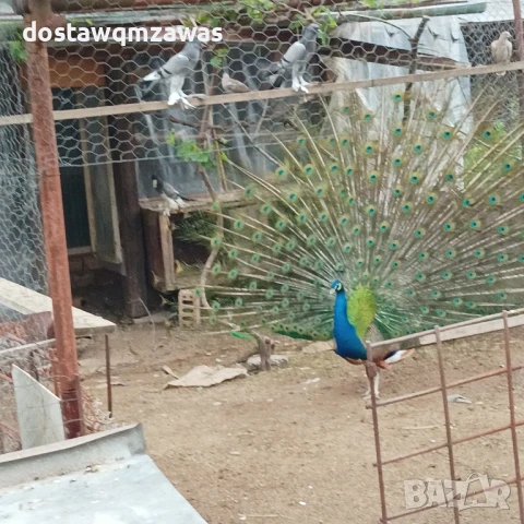 Продавам мъжки паун, снимка 2 - други­ - 50611398