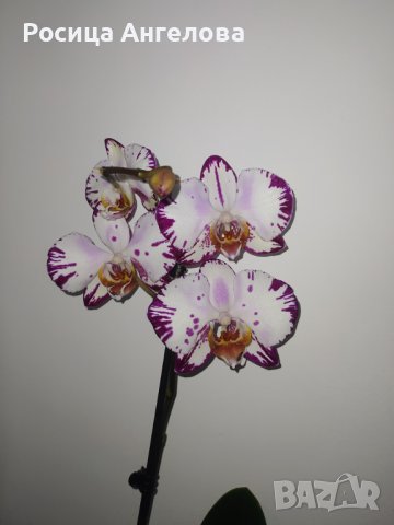Орхидея magic art, снимка 2 - Стайни растения - 43747882