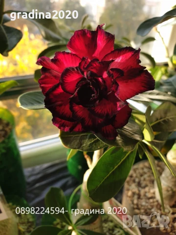 ПУСТИННА РОЗА - АДЕНИУМ