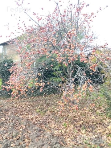 Продавам райска ябълка , снимка 3 - Градински цветя и растения - 52114660