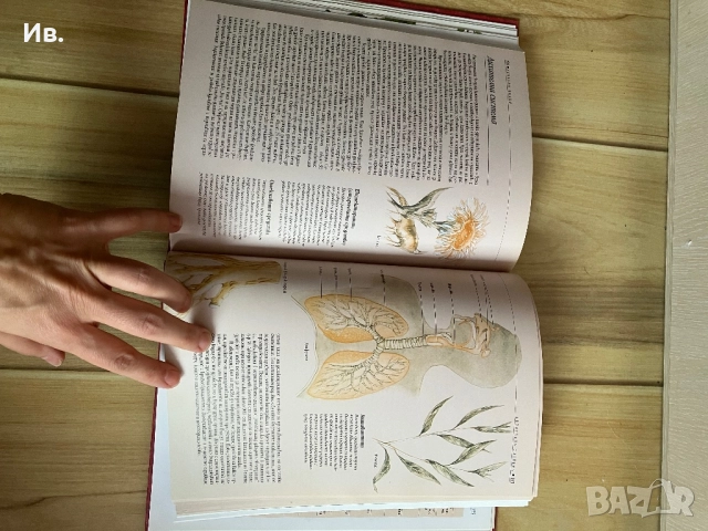Книга за билките, снимка 4 - Енциклопедии, справочници - 52339729