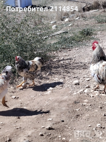 Домашни петли, снимка 2 - Кокошки и пуйки - 52484686