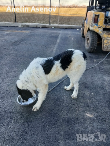 Каракачанка , снимка 7 - Каракачанска овчарка - 52791594