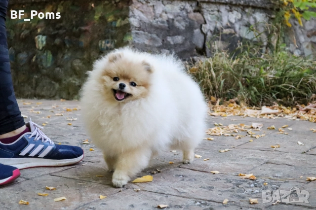 Уникално момиченце померан с родословие FCI, снимка 2 - Померан - 50219721
