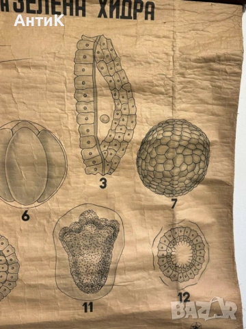 Соц Учебни Плакати Постери Ботаника, снимка 12 - Антикварни и старинни предмети - 52580865