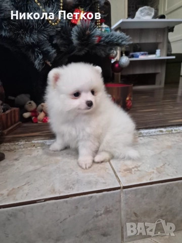 Померан , снимка 2 - Померан - 52790437