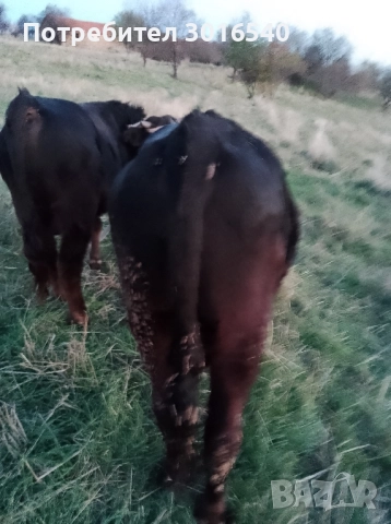 теле за продан, снимка 3 - Крави - 52514922
