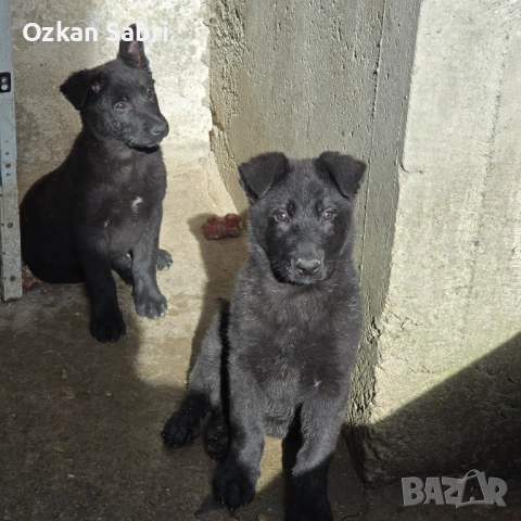 Канадски вълк