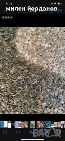 Бадемова  ядка за преработка на масло, снимка 6 - Други - 52746309