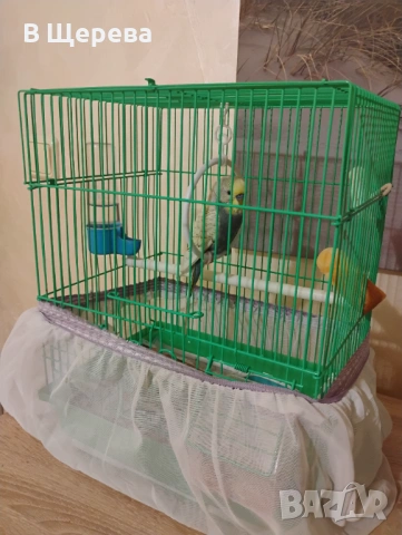 Вълнист папагал с клетката , снимка 2 - Папагали - 53470141