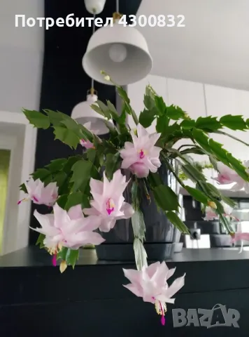 Коледниче/schlumbergera , снимка 9 - Стайни растения - 48509255