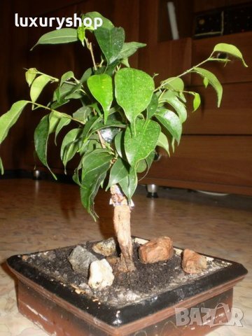 БЕЗПЛАТНА ДОСТАВКА!   х 100 броя селектирани семена от Дръвче " Бонсай "   Цена: 16.89 лева, снимка 5 - Стайни растения - 36770208