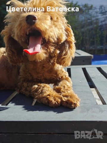 Продавам 3 мини пуделчета – момичета, 8 месеца 