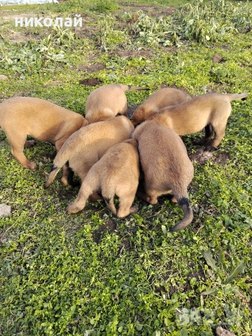 Малки кученца белгийска овчарка , снимка 7 - Белгийска овчарка - 52975832