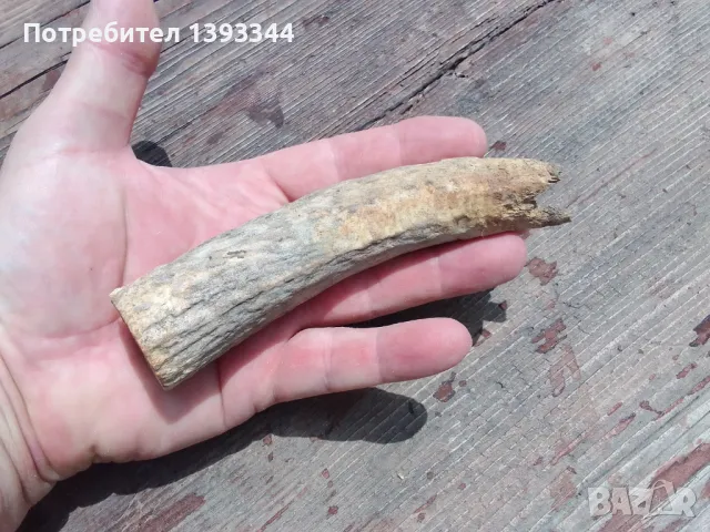 Рог от елен, снимка 3 - Антикварни и старинни предмети - 50409706