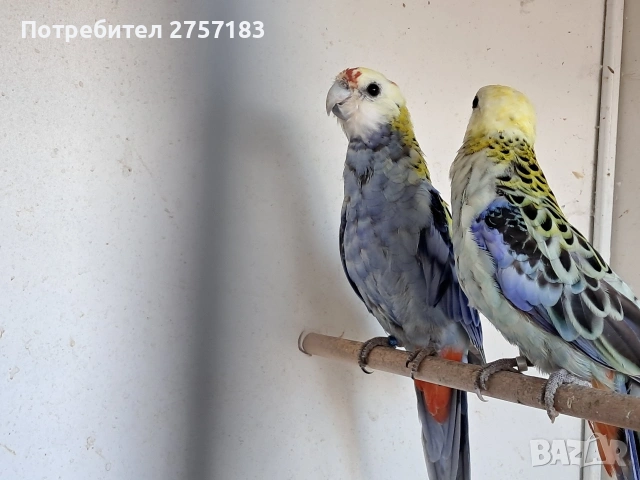 продавам чифт Белоглава Розела