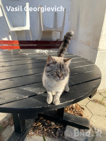 Уникална котка!, снимка 3 - Други - 52980359