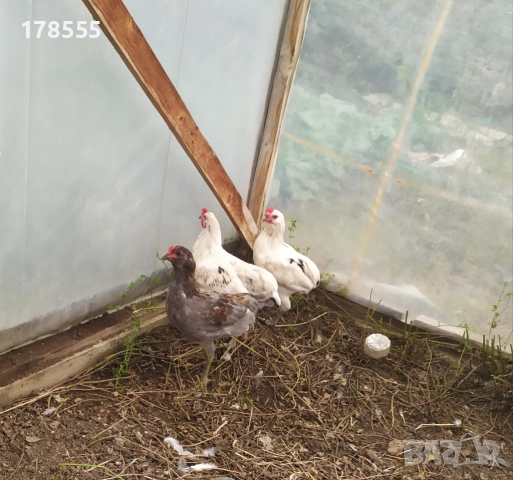 Петли Американска Аракуана!