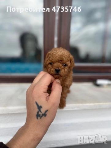 Той Пуделчета на 60 дни/ мъжки, снимка 3 - Пудели - 53505379