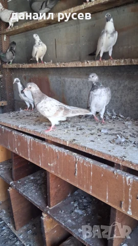 Английски типлери, снимка 8 - Гълъби - 51157443