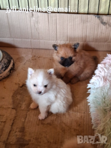 Померански шпиц, снимка 6 - Померан - 52675927