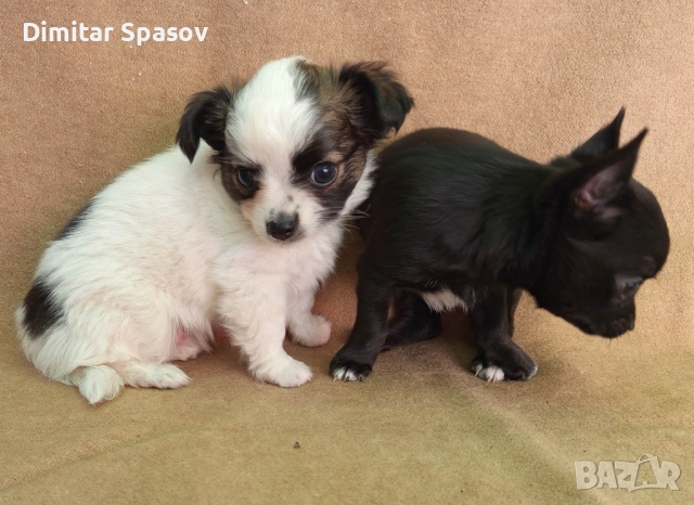 Продавам Кученца Куче Чихуахуа Дългокосместо и Късокосместо, снимка 3 - Чихуахуа - 51767219