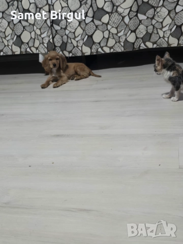 Prodavam 200 lv., снимка 4 - Кокер шпаньол - 52515067