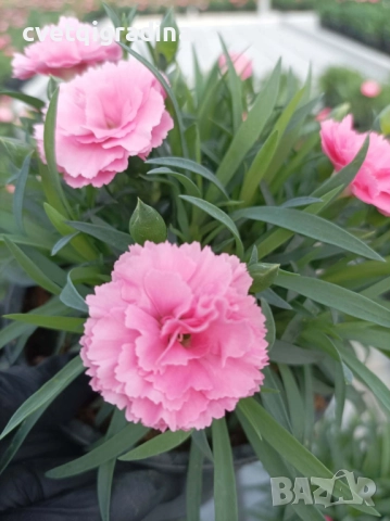 Светлорозов силно ароматен карамфил, снимка 2 - Градински цветя и растения - 52803354