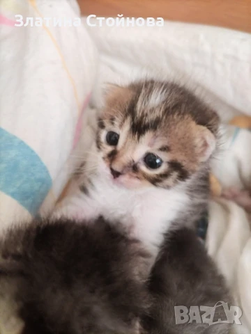 Две момченца и едно момиче търсят своя дом и стопани, снимка 1