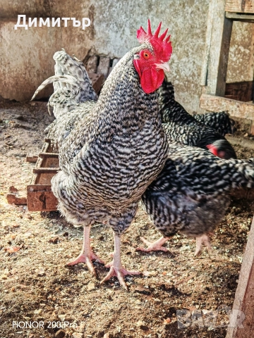 Разплодни яйца от Мехелен