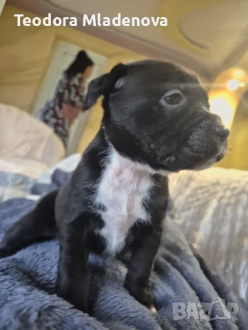 Продавам питбулчета , снимка 3 - Други животни - 53249402