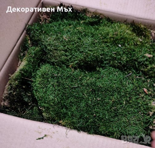 Декоративен плосък стабилизиран скандинавски естествен мъх - Промоция