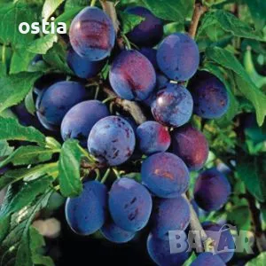 Продавам плододаваща градина сини сливи Йо-Йо 22,8 дка, снимка 1