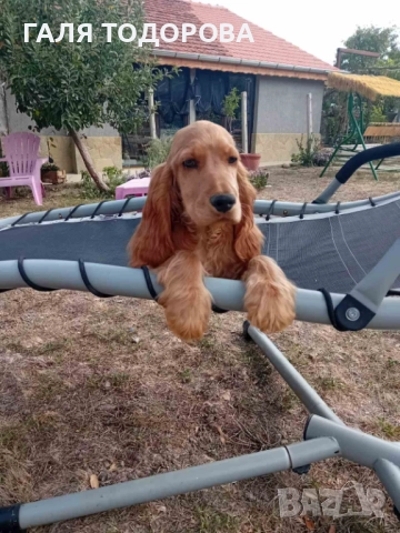 Английски кокер шпаньол, снимка 1