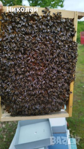 Пчелни семейства/ отводки/ - записване 2024, снимка 3 - За пчели - 43355229