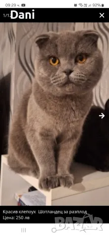 Клепоух Шотландски котарак за разплод