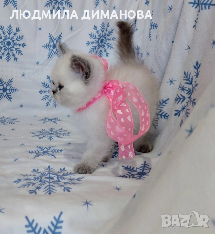 Персийско екзотично момиче. , снимка 2 - Персийска - 52883045