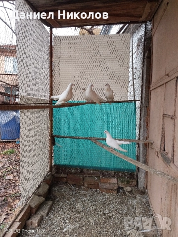Продавам млади старозагорски бели гълъби високолетачи , снимка 6 - Гълъби - 52881884