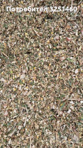 Царевичен силаж, снимка 9 - Крави - 35043966