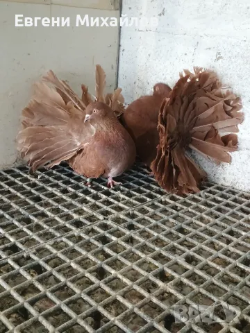 Фенерлии, снимка 2 - Гълъби - 49350625