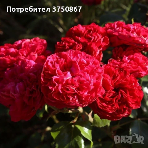 🌹РОЗА 🌹Gpt Red Eden Rose® (Eric Tabarly®) 🌹