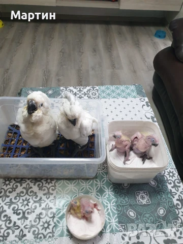 Бебе Какаду Алба