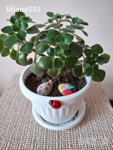 Дърво на парите Аихризон, снимка 8 - Стайни растения - 44719352