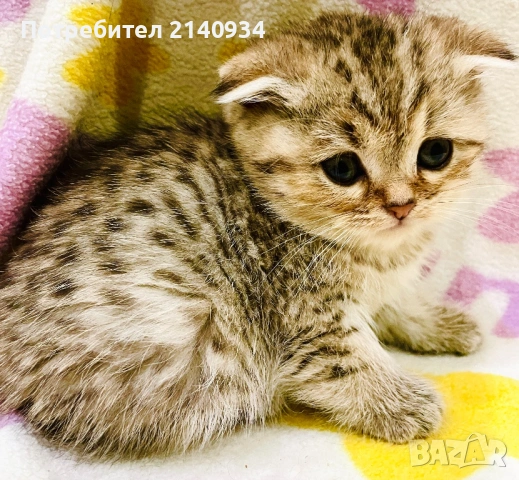 Британски и шотландски котенца. Златни и сръбрени чинчили, снимка 12 - Британска късокосместа - 53060932