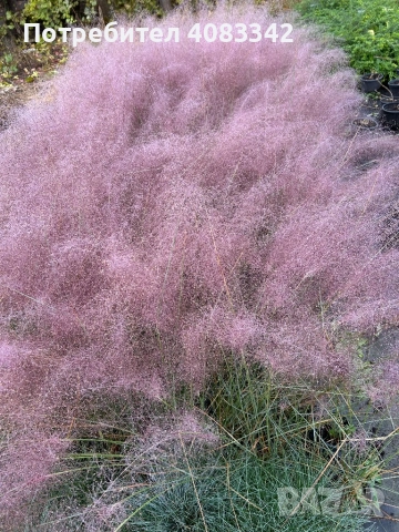 Мюленбергия, снимка 3 - Градински цветя и растения - 52353556