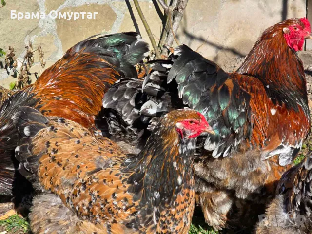 Продавам разплодни яйца от Порцеланова Брама [Porcelain Brahma], снимка 3 - Кокошки и пуйки - 50242211