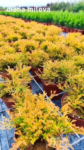 Западна туя Рейнголд (Thuja occidentalis Rheingold), студоустойчива, снимка 3 - Градински цветя и растения - 37392581