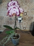 Орхидея magic art, снимка 8